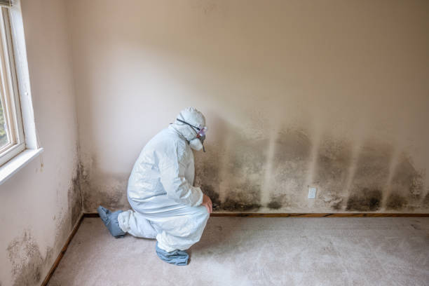 Best Mold Removal for HVAC Installations  in USA